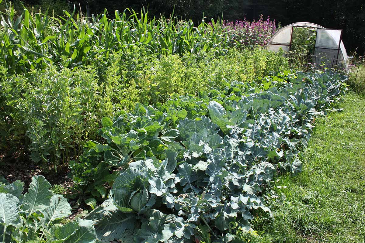 A close up horizontal image of a large survival garden growing a variety of different vegetables with a tunnel house in the background.