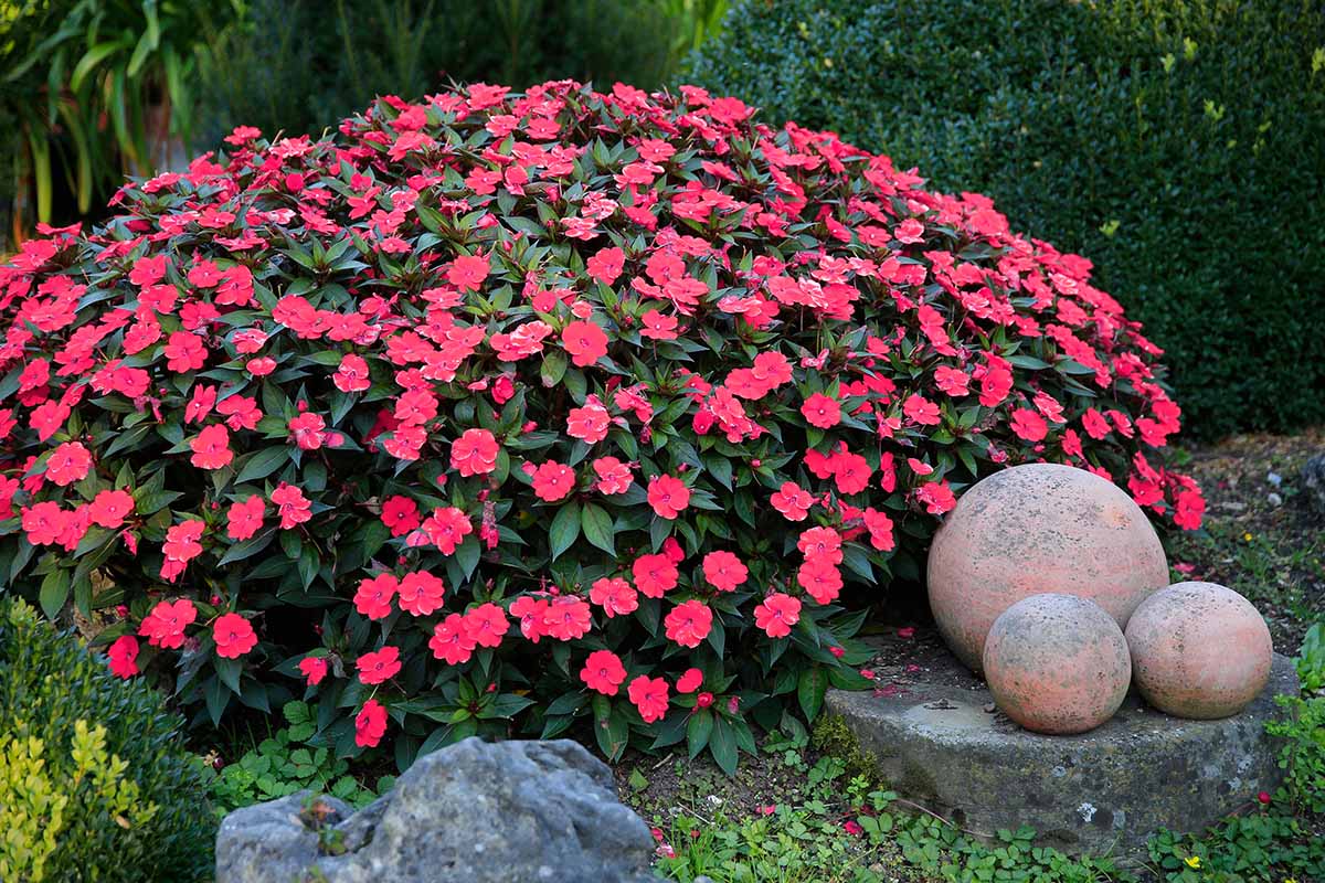 A horizontal image of a large impatiens shrub covered in colorful flowers growing in the garden.