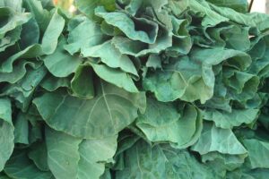 A close up horizontal image of pile of freshly harvested collard greens.