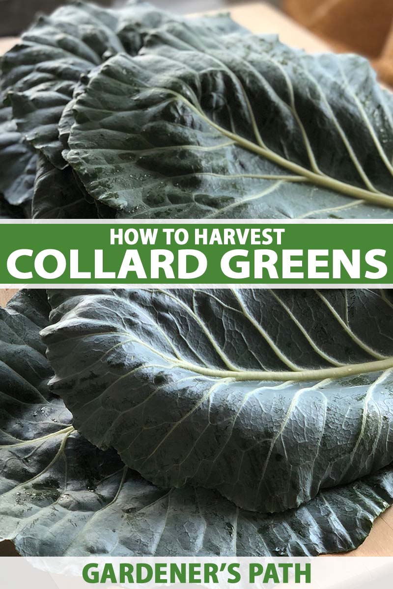 A close up vertical image of freshly-harvested collard greens set on a wooden chopping board. To the center and bottom of the frame is green and white printed text.