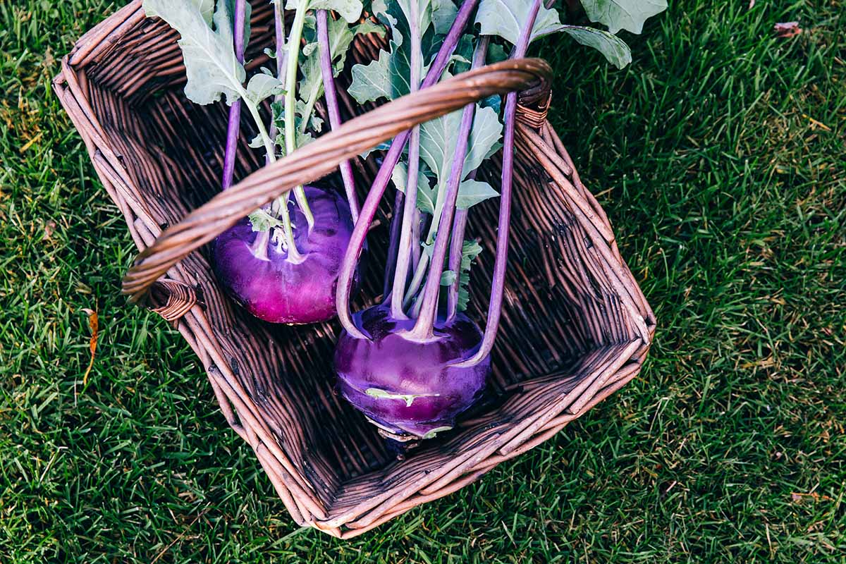 A close up horizontal image of freshly harvested purple kohlrabi bulbs in a wicker basket set on a lawn.