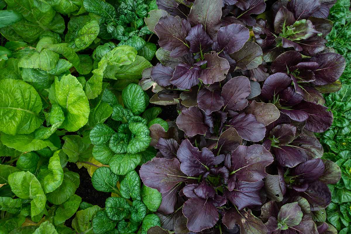 A close up horizontal image of different varieties of mustard greens growing in the garden ready for harvest.