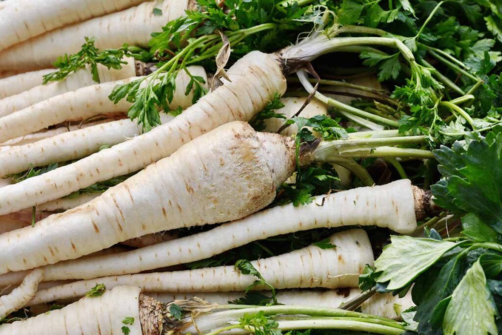 How and When to Harvest Parsnips | Gardener’s Path