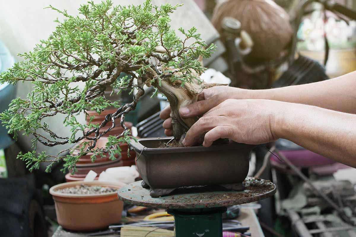 A close up horizontal image of an indoor gardener changing the soil in a bonsai plant.