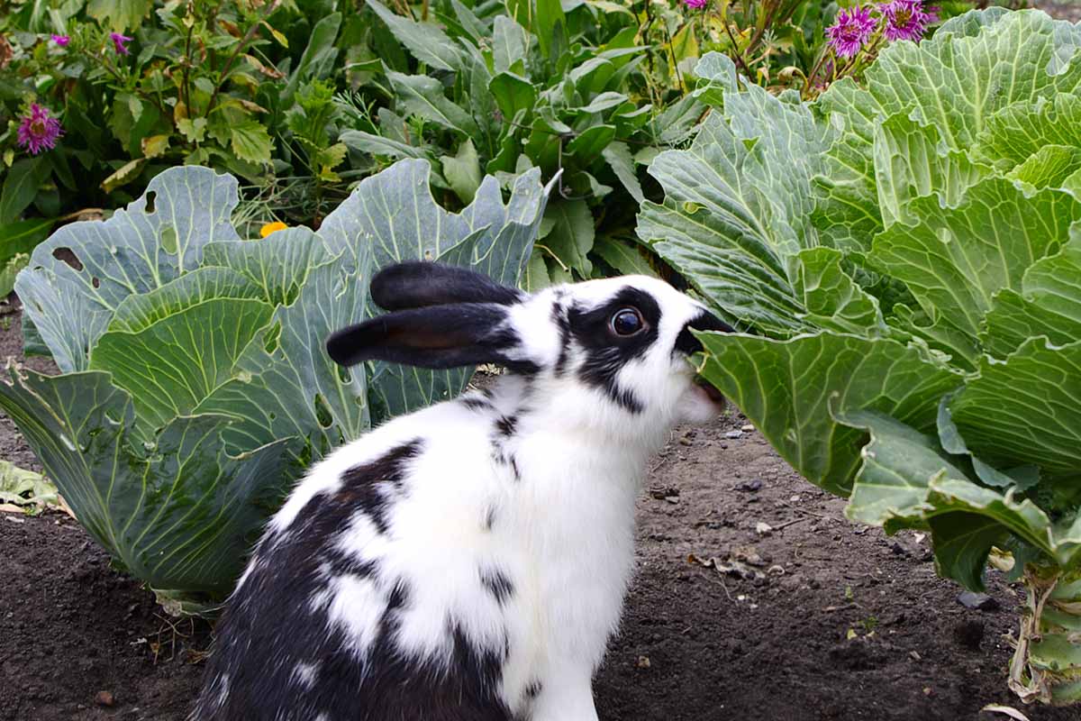 A close up horizontal image of a black and white rabbit eating cabbage in the vegetable garden.
