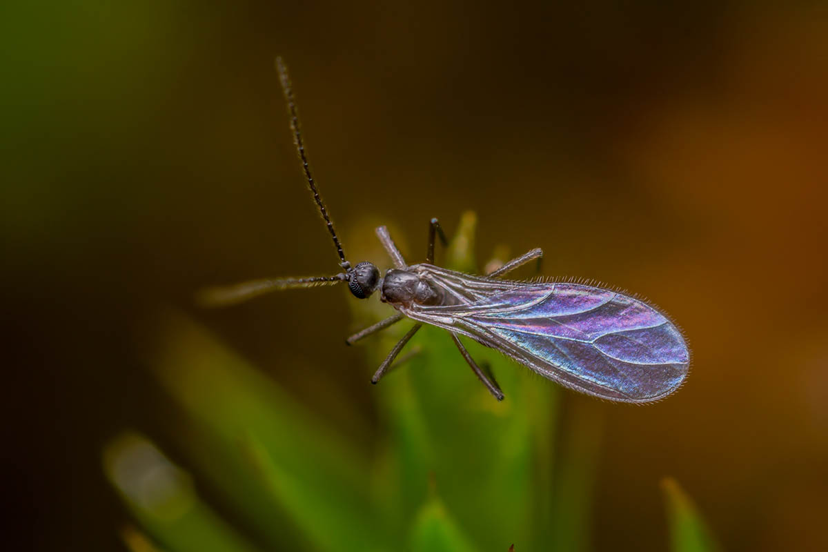 A close up horizontal image of a fungus gnat pictured on a soft focus background.