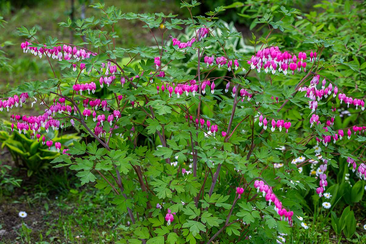 A close up horizontal image of a Lamprocapnos spectabilis plant with pink and white flowers growing in the garden.