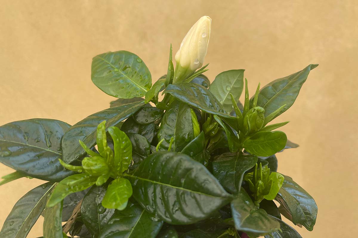 A close up horizontal image of a small potted gardenia shrub with a flower bud almost open pictured on a soft focus background.
