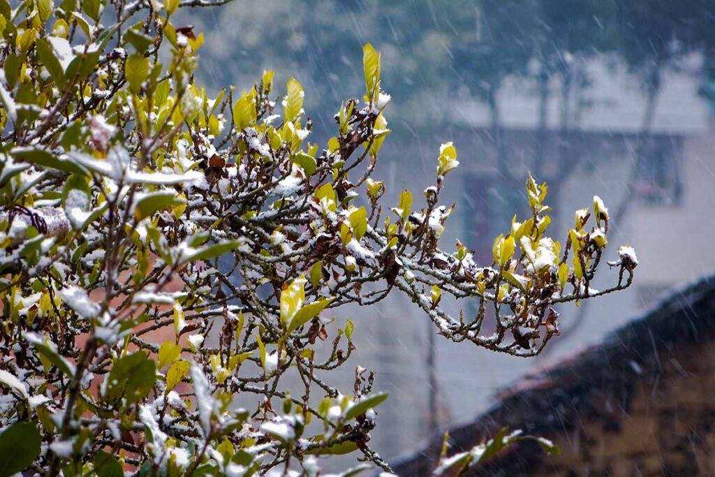 Gardenias In The Winter