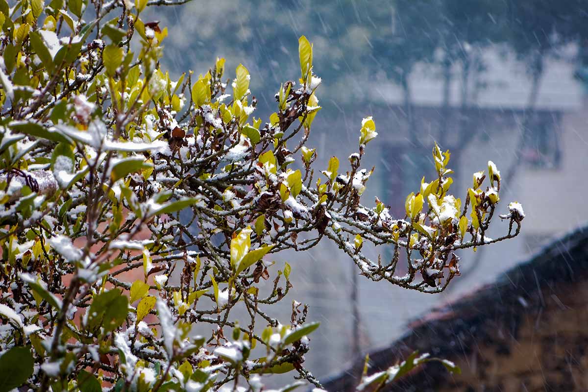A close up horizontal image of the branches of a gardenia shrub covered in frost pictured on a soft focus background.
