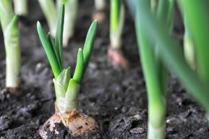 A close up horizontal image of onions sprouting in the garden.