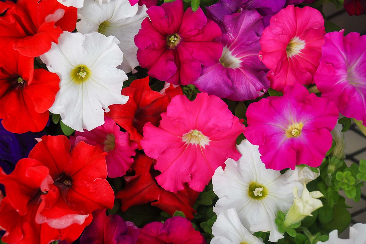A close up horizontal image of colorful petunias growing in containers.
