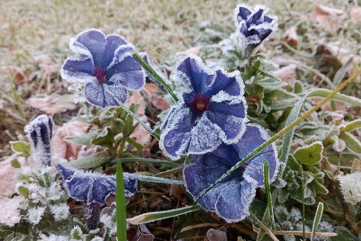 A close up horizontal image of blue petunias growing in the garden covered in light frost.