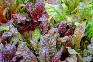 A close up horizontal image of Swiss chard growing in the fall garden.