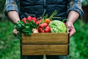 A close up horizontal image of a gardener holding a wooden box filled with a variety of freshly harvested vegetables.