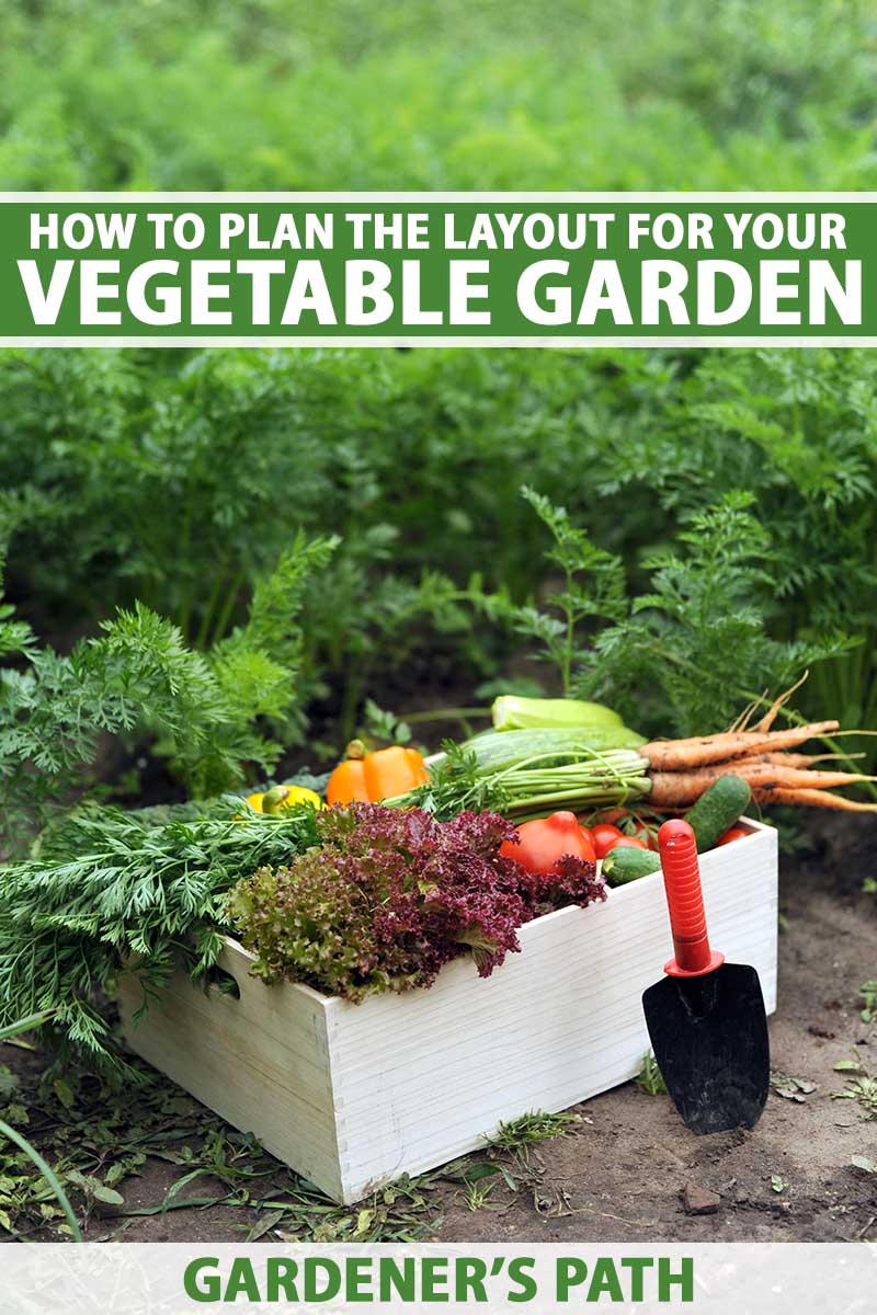 A close up vertical image of a box filled with freshly harvested produce from the garden with vegetables growing in the background. To the top and bottom of the frame is green and white printed text.