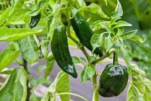 A close up horizontal image of green poblano peppers growing in the garden pictured on a soft focus background.