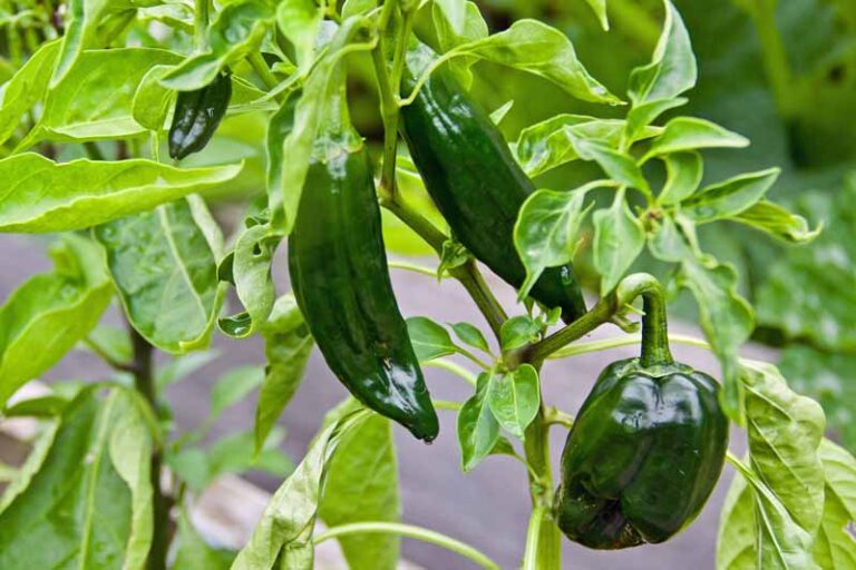 How to Plant and Grow Poblano Peppers | Gardener’s Path