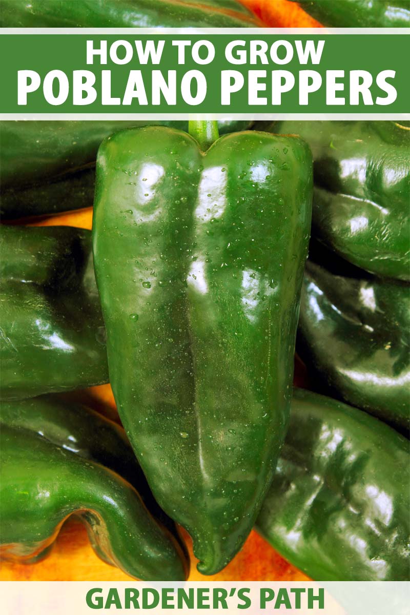 A close up vertical image of freshly harvested poblano peppers. To the top and bottom of the frame is green and white printed text.