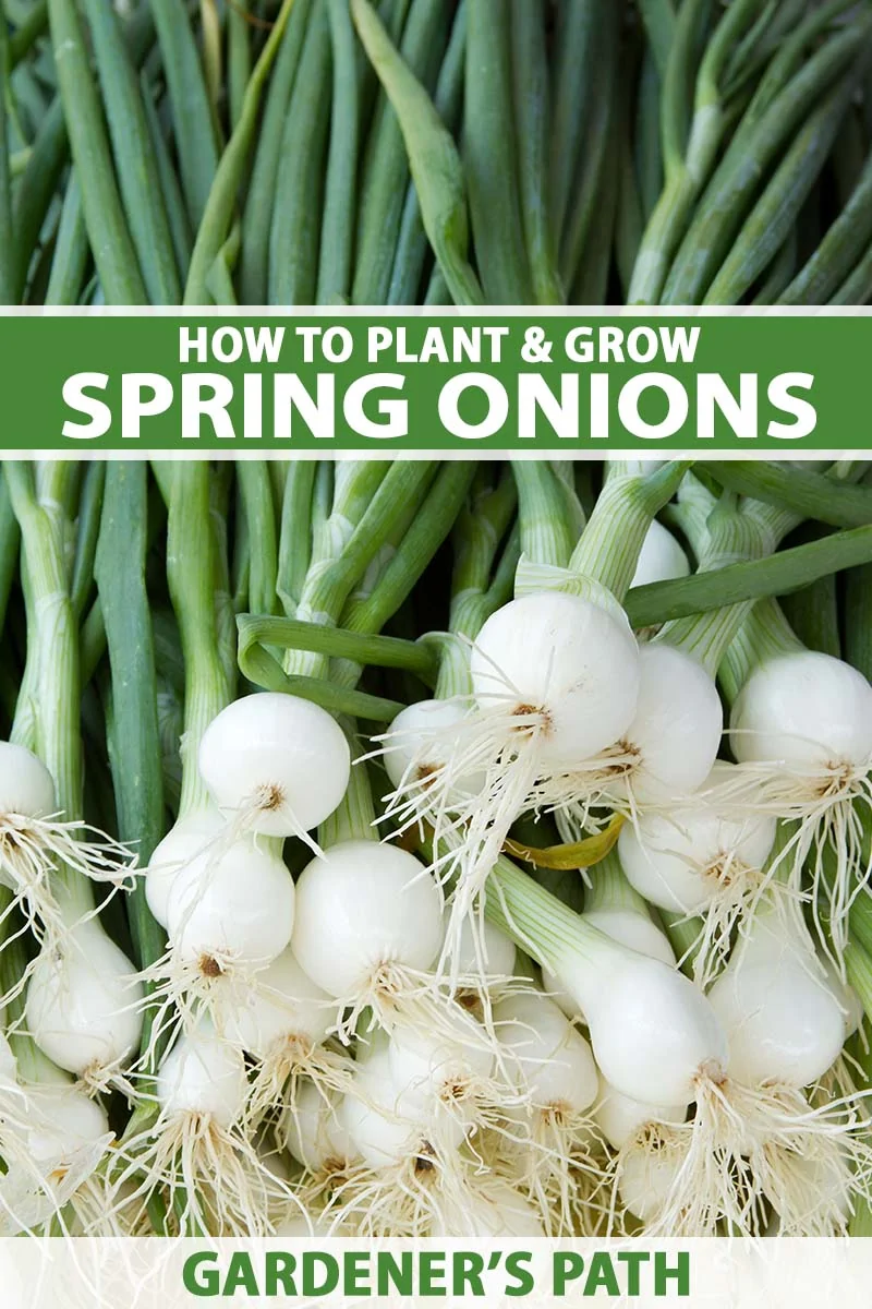 A close up vertical image of a pile of fresh spring onions. To the top and bottom of the frame is green and white printed text.