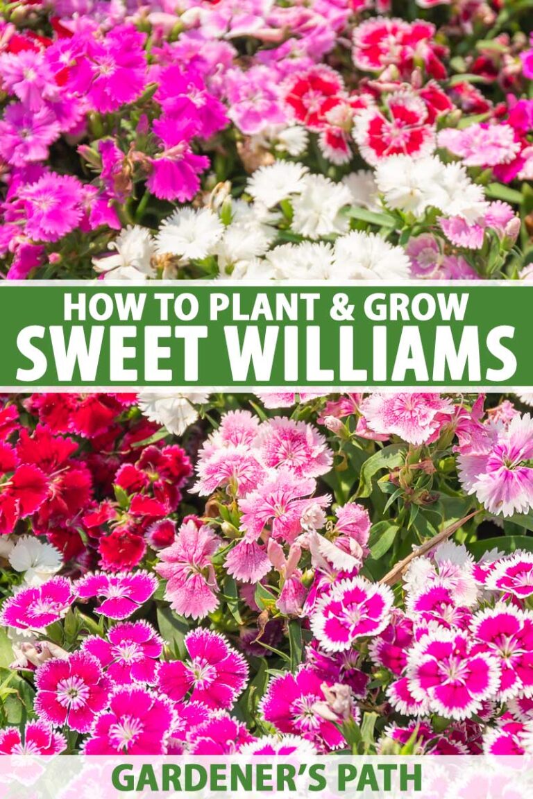 How to Plant and Grow Sweet Williams | Gardener’s Path
