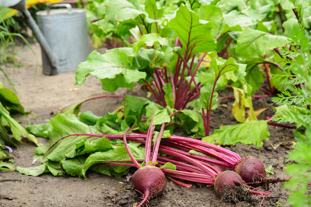 A close up horizontal image of freshly harvested beets set on the ground in the vegetable garden.