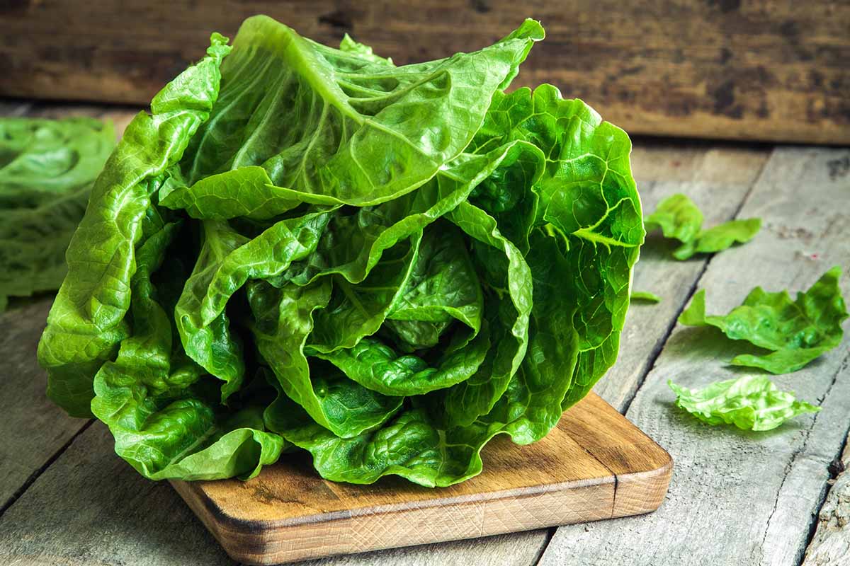 A close up horizontal image of a freshly harvested lettuce on a wooden chopping board.