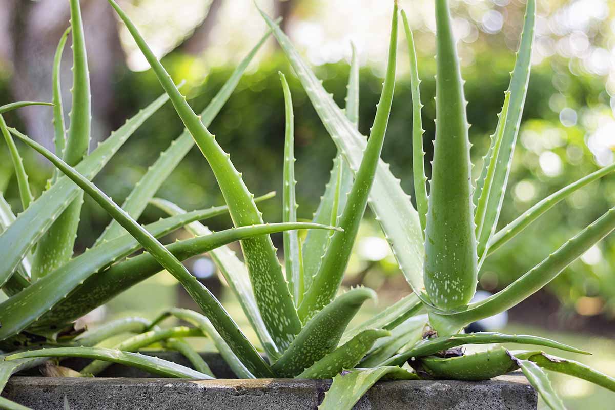 A close up horizontal image of aloe vera plants growing in an outdoor planter pictured on a soft focus background.