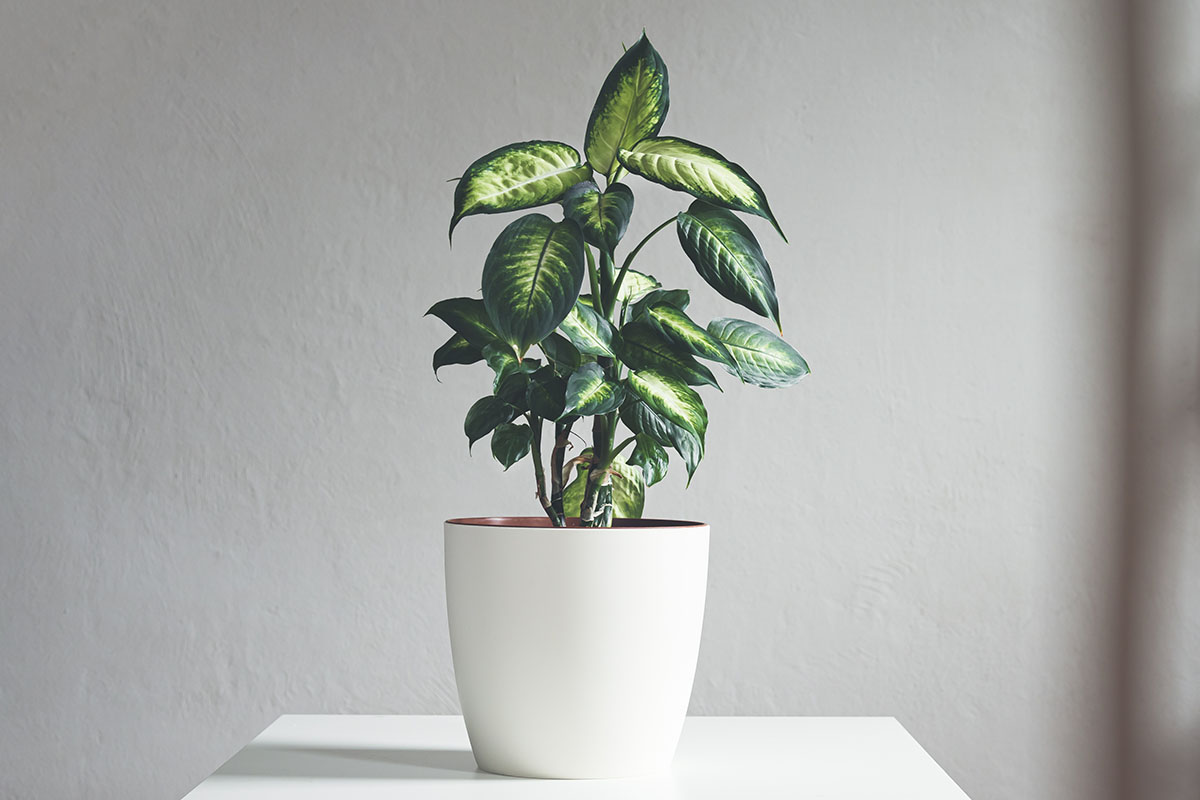 A close up horizontal image of a dumb cane (Dieffenbachia) plant growing in a small white pot set on a white table.