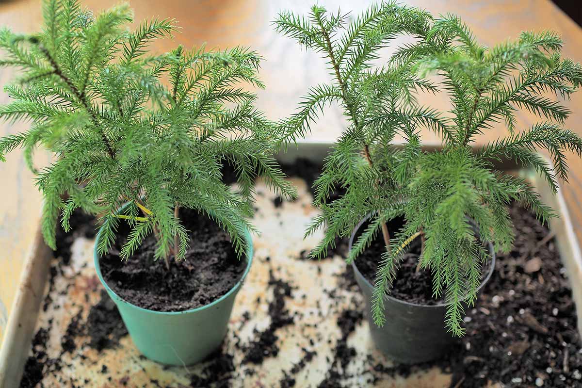A close up horizontal image of two small Norfolk Island pine trees in pots indoors.
