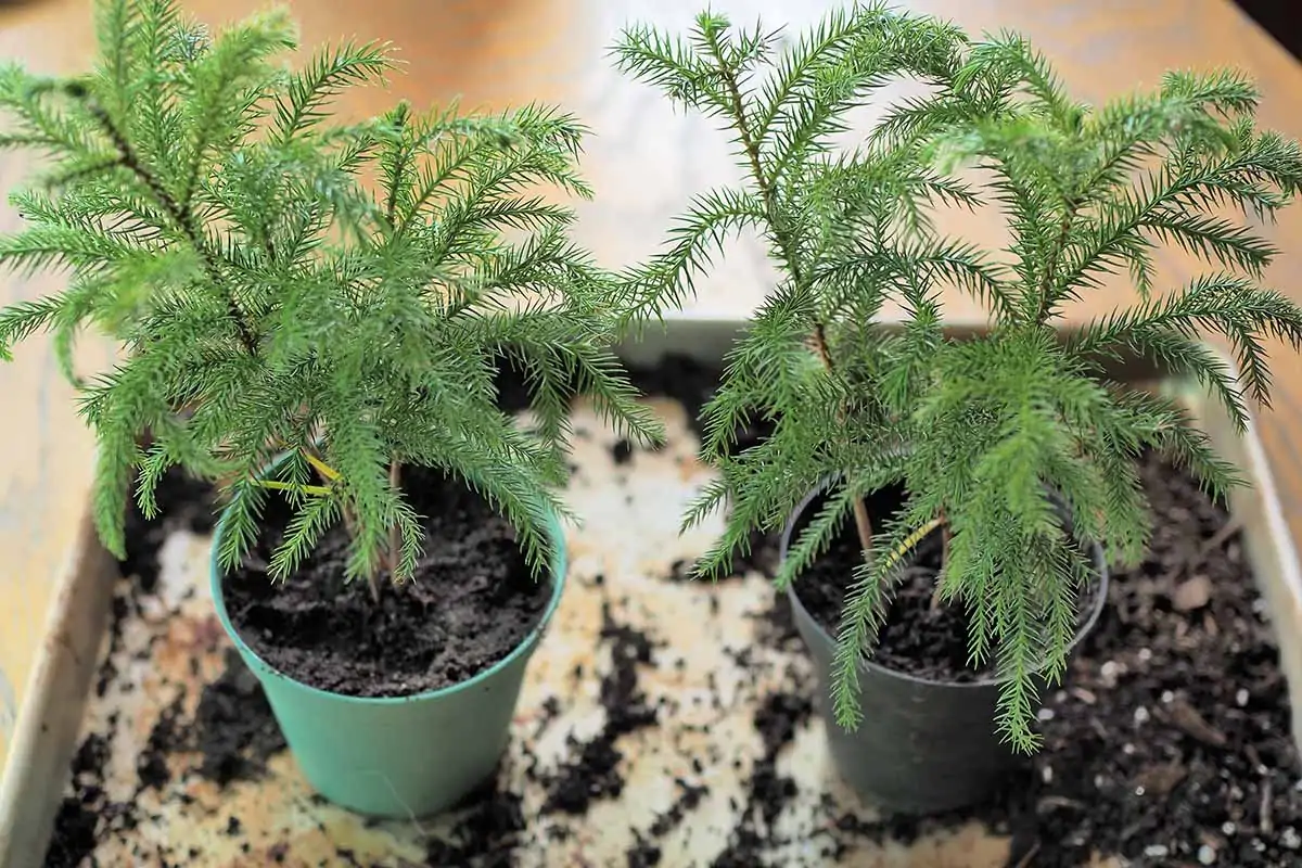 A close up horizontal image of two Norfolk Island pine trees in small pots pictured on a soft focus background.