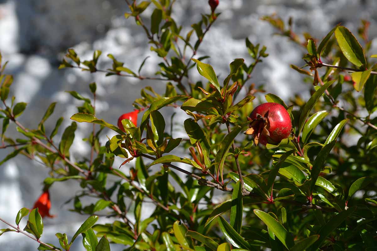 A close up horizontal image of pomegranates growing in the garden.
