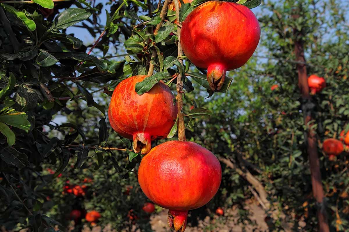 A close up horizontal image ripe pomegranates growing from the branch pictured on a soft focus background.