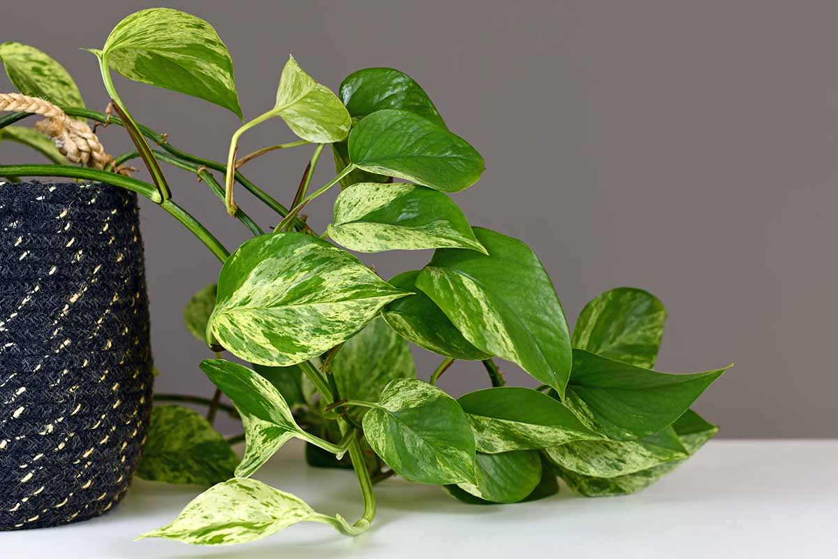 A close up horizontal image of a pothos plant spilling over the side of a pot.