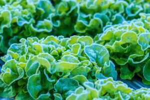 A close up horizontal image of lettuce under a covering of frost.