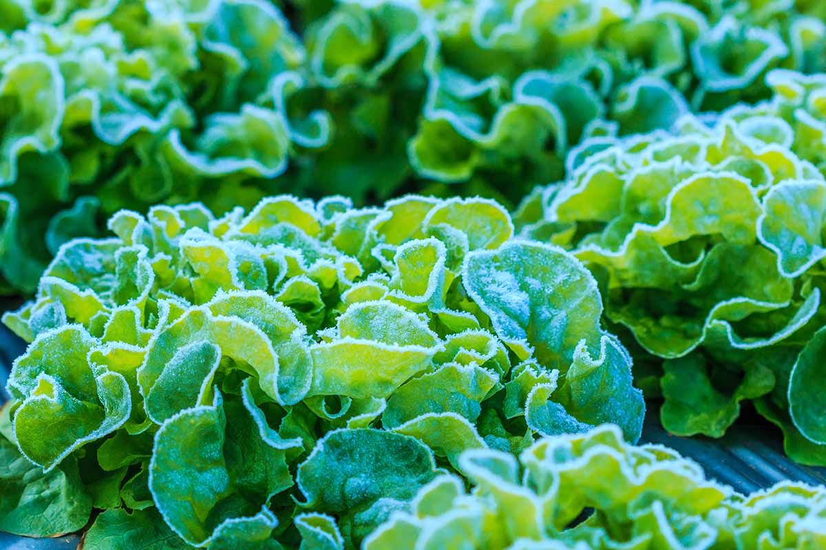 A close up horizontal image of head lettuce growing in the garden covered with a light dusting of frost fading to soft focus in the background.