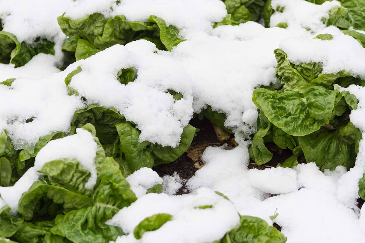 A close up horizontal image of a patch of vegetables covered in a blanket of snow.