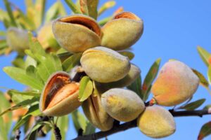 A close up horizontal image of almonds growing in the garden pictured on a blue sky background.