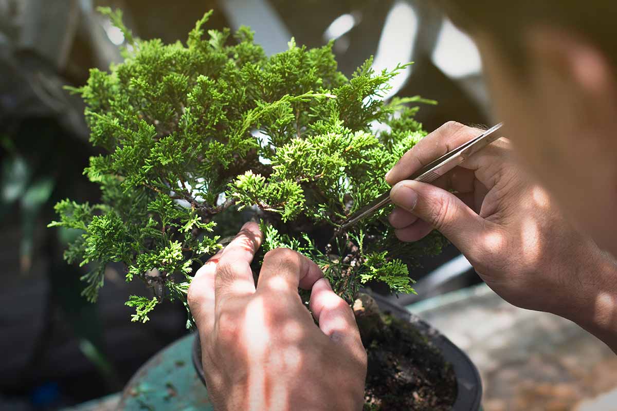 A close up horizontal image of a gardener tending to a small bonsai tree.