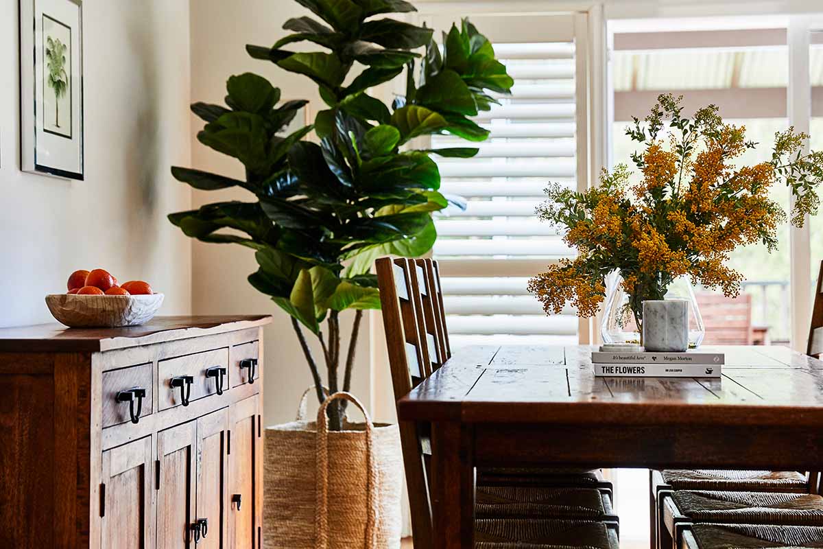 A close up horizontal image of a dining room with wooden furniture and a large fiddle-leaf fig growing in the corner.