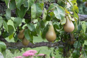 A close up horizontal image of pears growing in the garden.