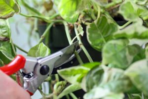 A close up horizontal image of a gardener pruning a pothos plant.