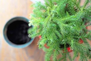 A close up horizontal image of a small Norfolk Island pine in a red pot.