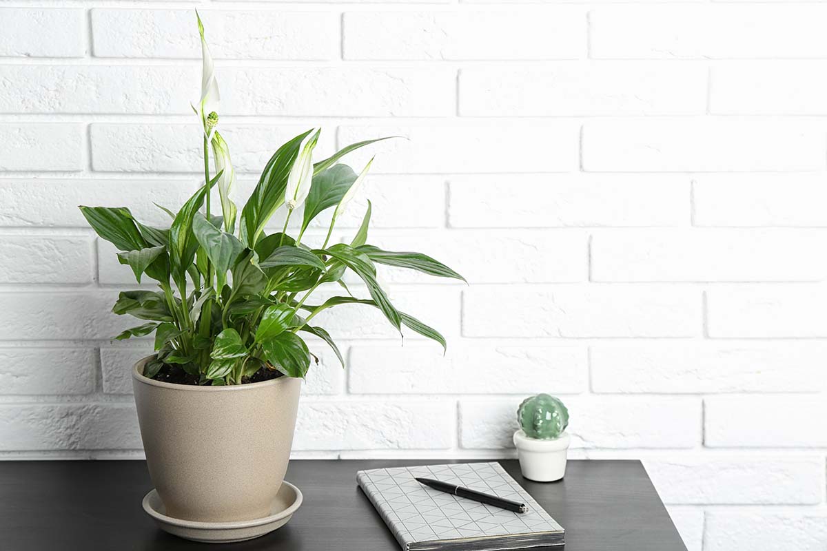 A close up horizontal image of a potted peace lily set on a dark gray desk with a white brick wall in the background.
