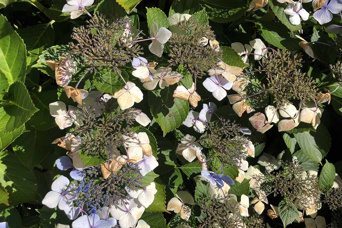 A close up horizontal image of a group of fading hydrangea flowers pictured in bright sunshine.