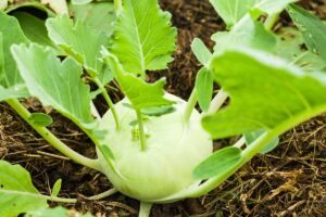A close up horizontal image of a kohlrabi growing in the garden.