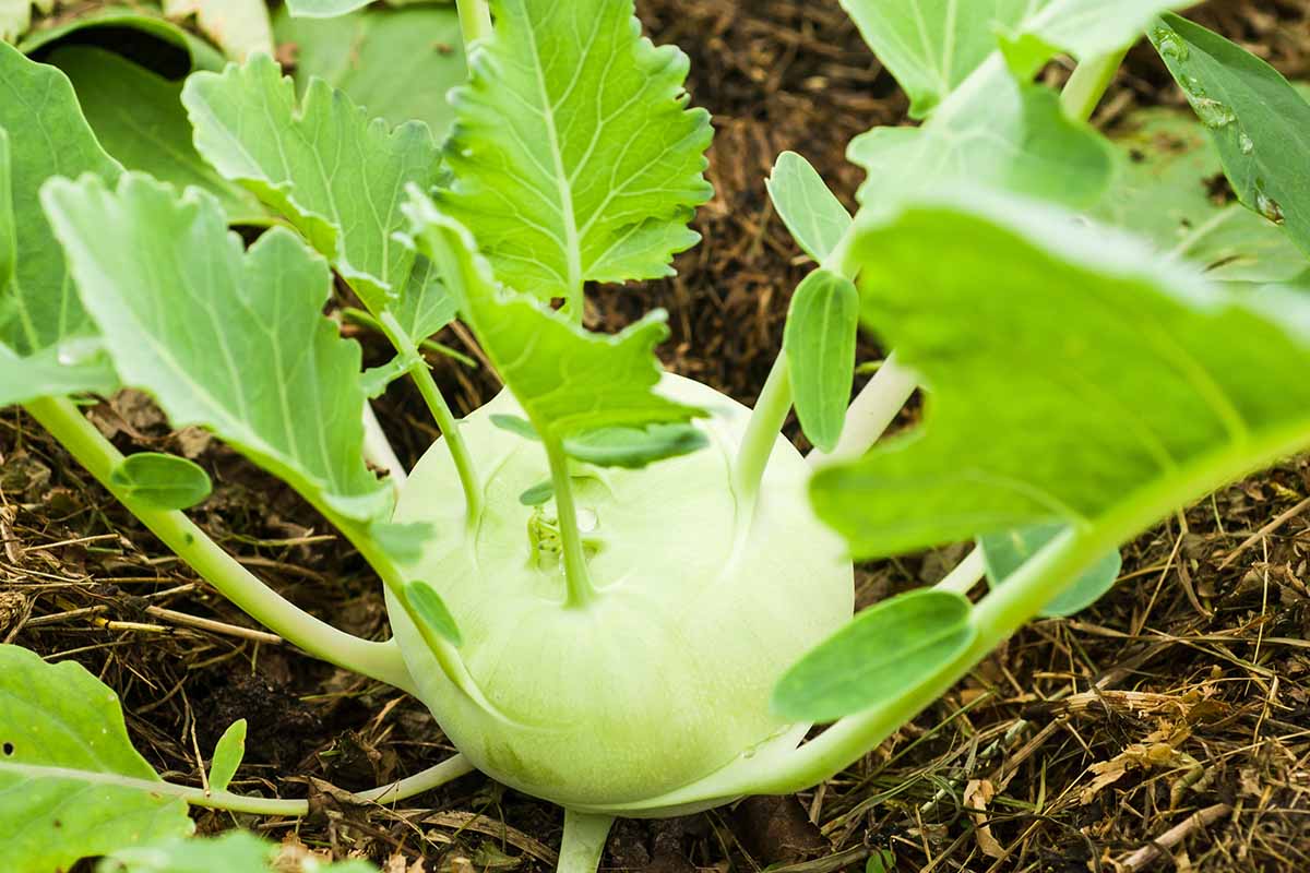 A close up horizontal image of a kohlrabi growing in the garden.