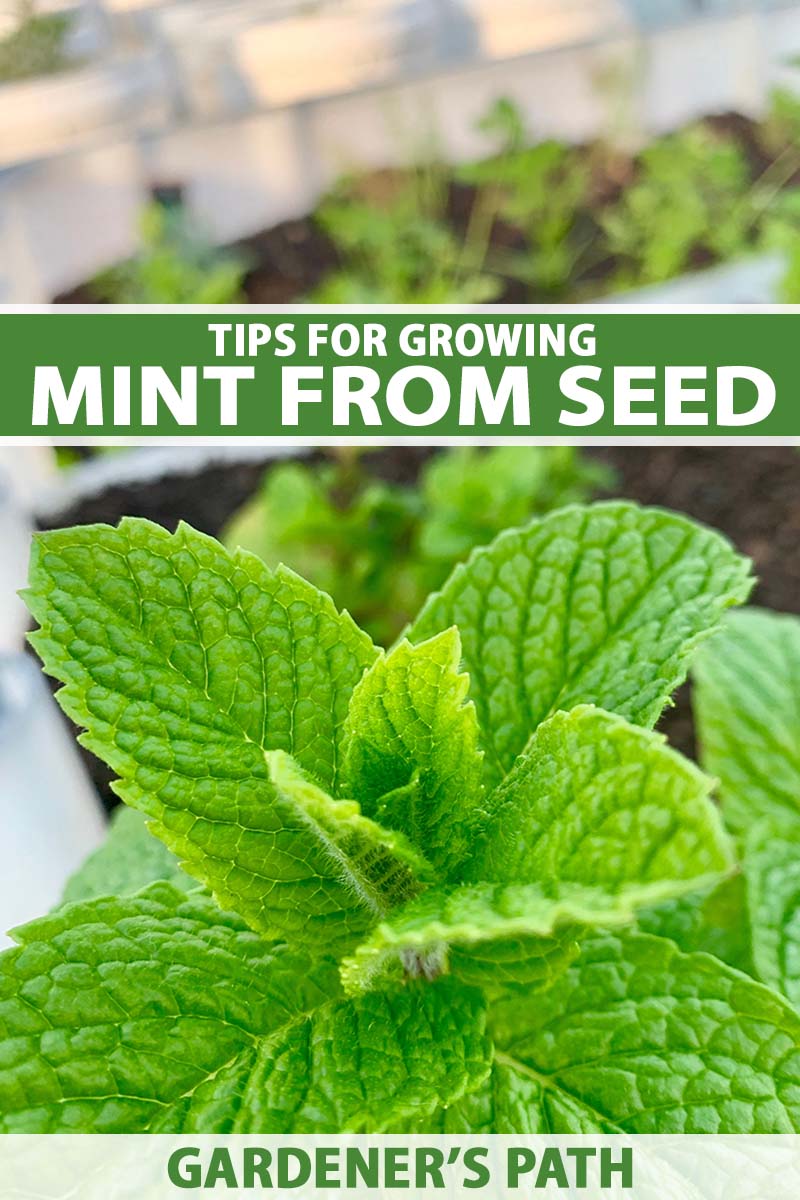 A close up vertical image of a small mint plant with seed starting trays in soft focus in the background. To the center and bottom of the frame is green and white printed text.