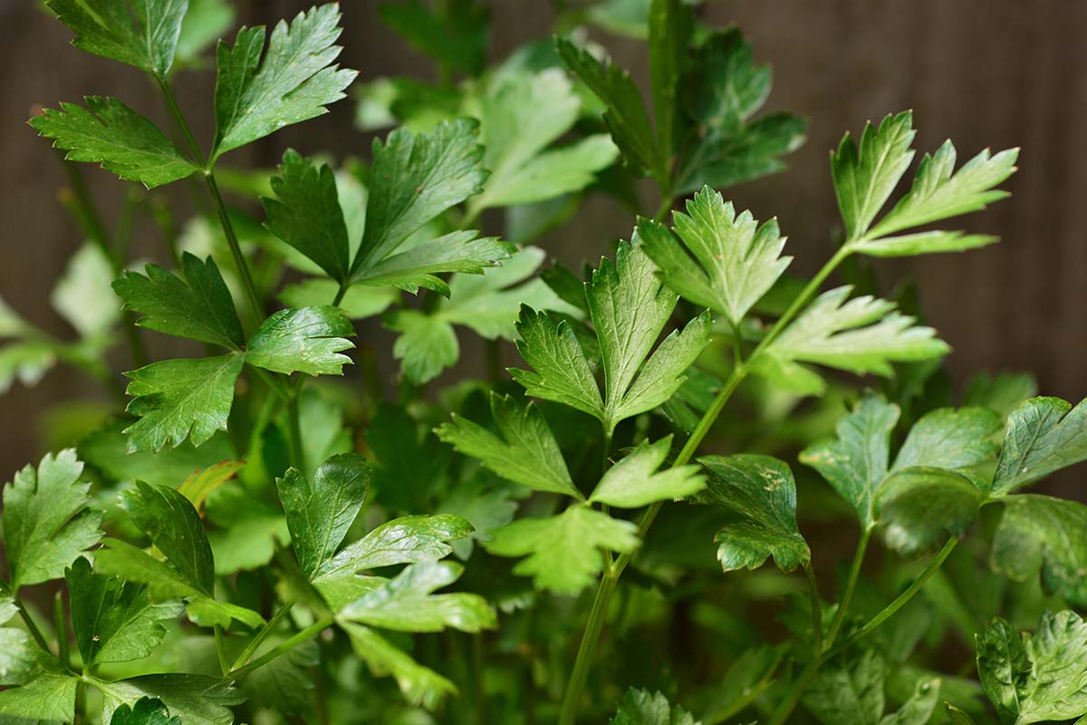 A close up horizontal image of parsley growing in the garden.
