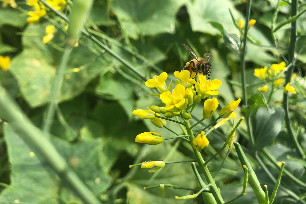 A close up horizontal image of a bee feeding from the yellow flowers of a brassica that has bolted pictured in light sunshine on a soft focus background.